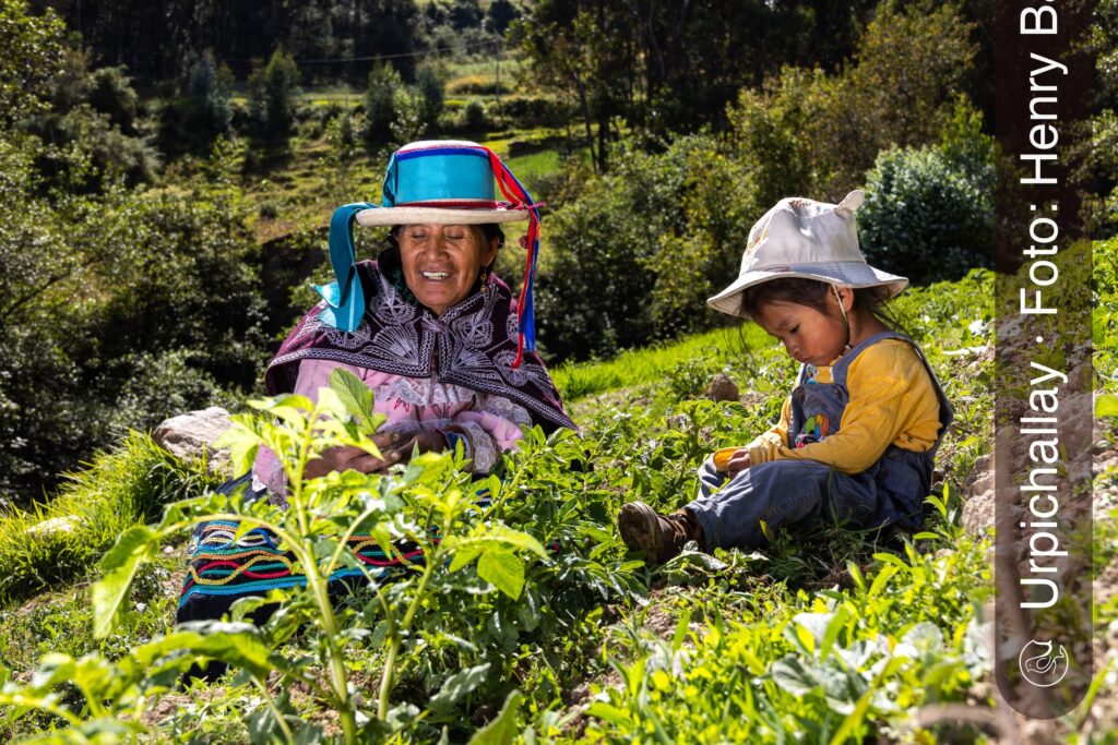 Abuela y nieta cosechando en una chacra de Marcará, Áncash