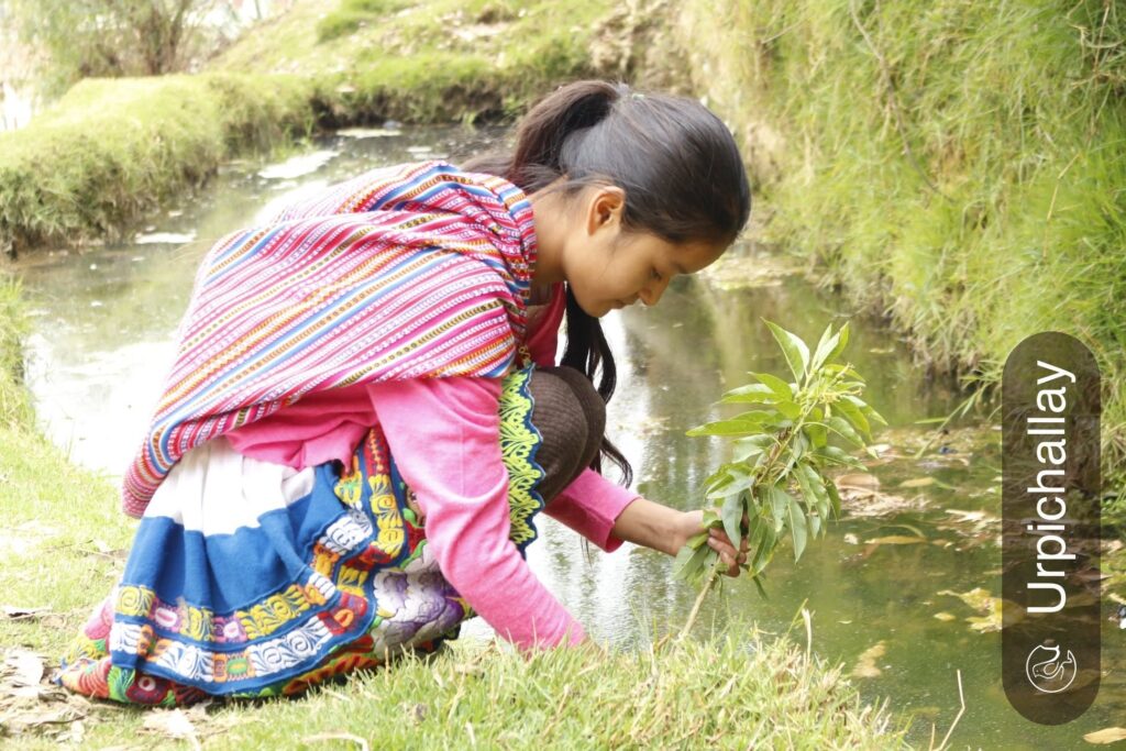 Joven cuidando un puquial y sembrando plantas nativas junto a un riachuelo en Áncash