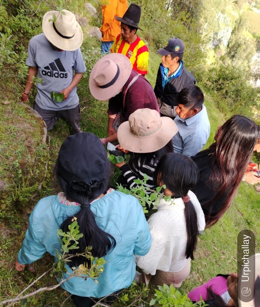 plantas Medicinales del Callejón de Huaylas